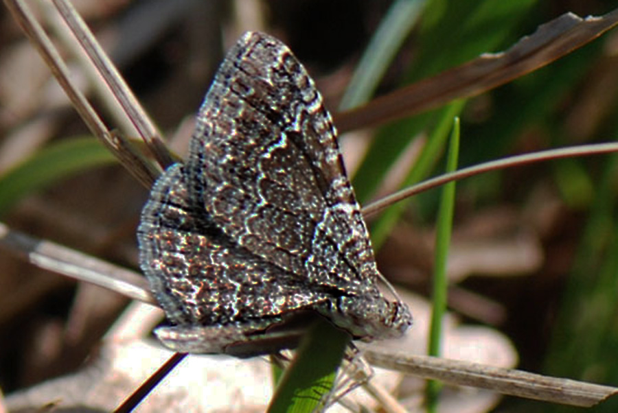 Eterocero da ID.: Cataclysme riguata - Geometridae